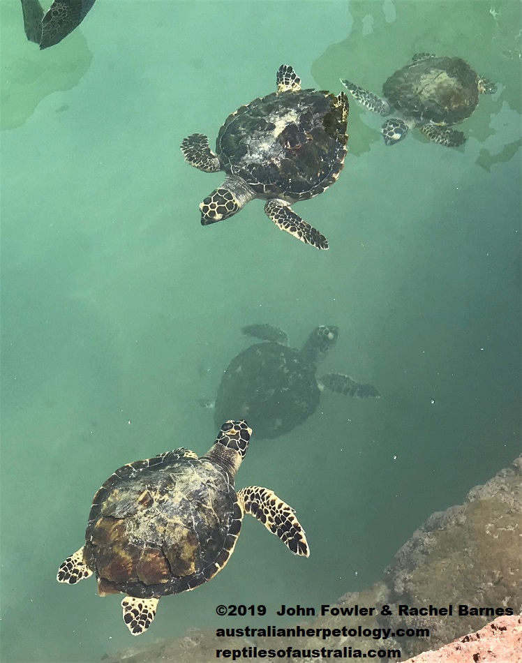 Hawksbill Turtle Eretmochelys imbricata bissa